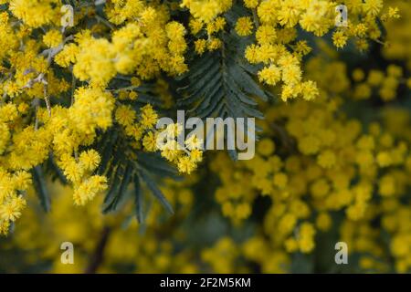 Acacia deambata argento picchiettio fiori gialli fioritura primo piano Foto Stock