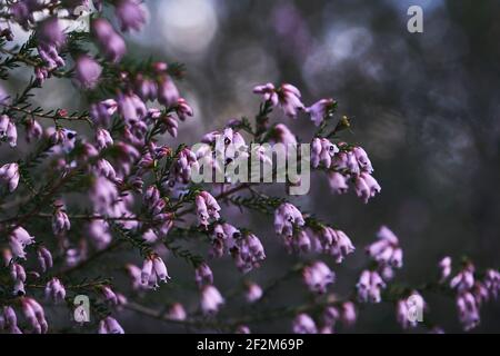 Particolare della brughiera irlandese - Erica Erigenea - fiori rosa fioritura in primavera Foto Stock