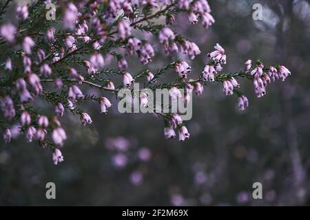 Particolare della brughiera irlandese - Erica Erigenea - fiori rosa fioritura in primavera Foto Stock