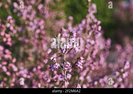 Particolare della brughiera irlandese - Erica Erigenea - fiori rosa fioritura in primavera Foto Stock