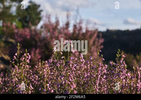 Particolare della brughiera irlandese - Erica Erigenea - fiori rosa fioritura in primavera Foto Stock