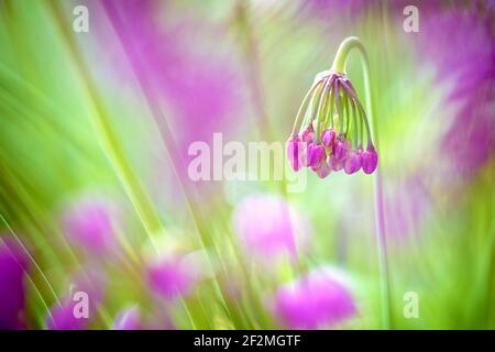 Bel ritratto di cernuum allio singolo o cipolla annuente con un grappolo di gemme rosa. A destra della cornice con sfondo rosa e verde fuori fuoco. Foto Stock