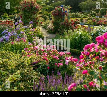 Germania, Amburgo, Planten un Blomen, roseto Foto Stock