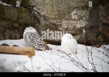 Gufo innevato. Bianco grande, talvolta chiamato anche polare. L'uccello si siede su una roccia innevata. Due gufi Foto Stock