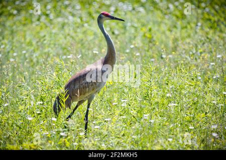 Sandhill Crane, (Grus canadensis) Foto Stock