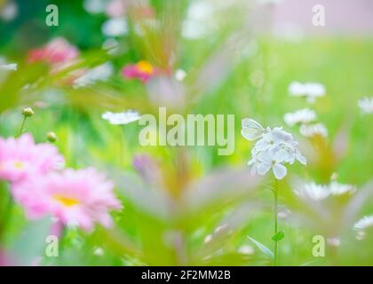 Una farfalla bianca di cavolo che riposa su un fiore bianco di flox in un grazioso giardino di cottage in estate. Foto Stock