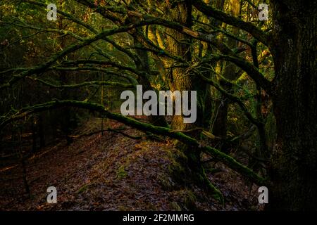 Misto foresta in inverno, un po 'di luce solare splende attraverso le cime degli alberi Foto Stock