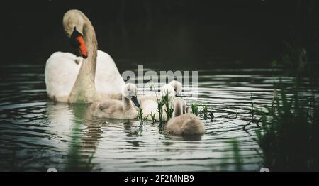 I cigni giovani guardano la loro madre mentre cercano il cibo. La foto migliore. Foto Stock