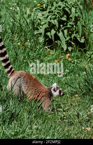 Lemure con coda ad anello singola, catta di Lemur, camminando in prateria, Foto Stock