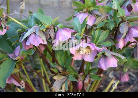 Pianta di ellebore rosa in primavera Foto Stock