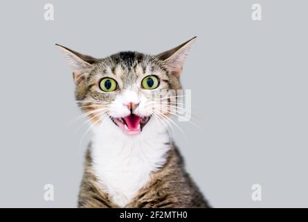 Un gattino shorthair con alunni dilatati che meowing Foto Stock