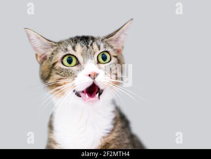 Un gattino shorthair con alunni dilatati che meowing Foto Stock