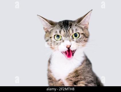 Un gattino corto con alunni dilatati e la bocca aperta in un hiss o in un meow arrabbiato Foto Stock