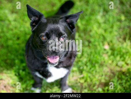 Un cane di razza mista Chihuahua bianco e nero con nettitani prolasso della ghiandola o 'occhio di ciliegio' nel suo occhio sinistro Foto Stock