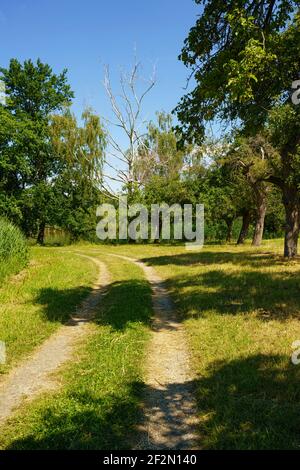 Riserva naturale Haselbacher Teiche nei pressi di Haselbach, Altenburger Land District, Turingia, Germania Foto Stock