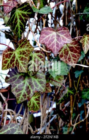 Hedera Helix ‘Atropurea’ Ivy viola – foglie viola e verde scuro con venature verdi, marzo, Inghilterra, Regno Unito Foto Stock
