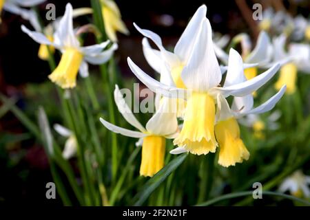 Narcissus ‘Trena’ / Daffodil Trena Division 6 Cyclamineus Daffodils Daffodils con petali bianchi spazzati e trombe lunghe gialle, marzo, Inghilterra, Foto Stock