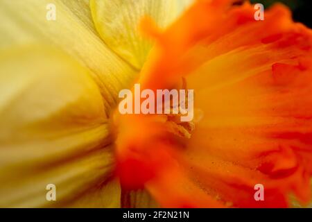 Narcissus ‘Red Devon’ Division 2 Daffodils Red Devon Daffodil - petali gialli di limone e tromba gialla d’oro, marzo, Inghilterra, Regno Unito Foto Stock