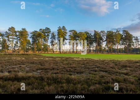 Pini nel paesaggio sabbioso delle colline del Surrey Foto Stock