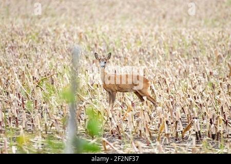 Germania, bassa Sassonia, Frisia orientale, Krummhörn, cervi su un campo di mais raccolto. Foto Stock