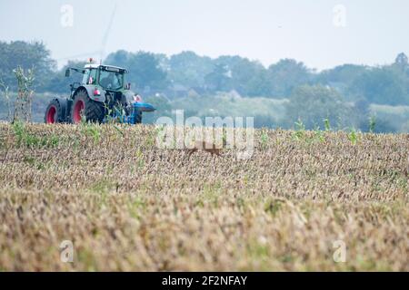 Germania, bassa Sassonia, Frisia orientale, Krummhörn, cervi su un campo di mais raccolto. Foto Stock