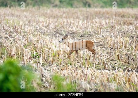 Germania, bassa Sassonia, Frisia orientale, Krummhörn, cervi su un campo di mais raccolto. Foto Stock