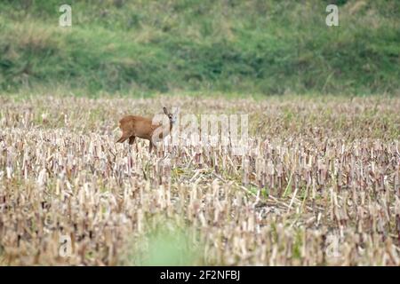 Germania, bassa Sassonia, Frisia orientale, Krummhörn, cervi su un campo di mais raccolto. Foto Stock