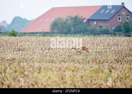 Germania, bassa Sassonia, Frisia orientale, Krummhörn, cervi su un campo di mais raccolto. Foto Stock