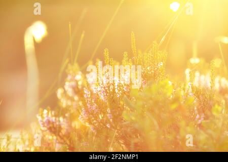 Escursione in Svezia lungo il sentiero Höga Kustenleden Foto Stock