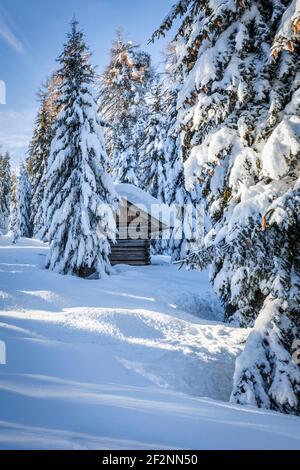 piccola tradizionale capanna semi-nascosta in una foresta di alti abeti ricoperti di neve, paesaggio invernale delle dolomiti. San vigneto, provincia di belluno, veneto, italia Foto Stock