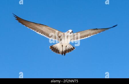 Moewe, Larinae, volo, cielo, Cuba Foto Stock