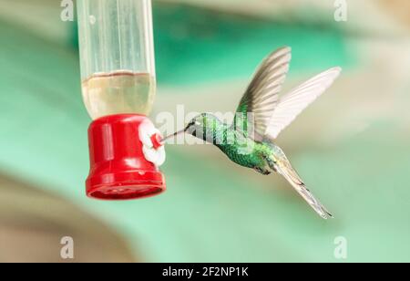 Hummingbird, Trochilidae, Cuba, Varadero Foto Stock