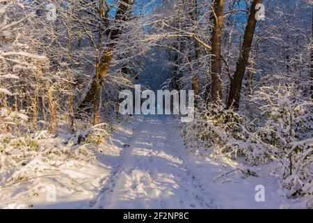 Sentiero forestale al mattino presto con il sole in inverno, con molta neve in Germania vicino alla città di Luckenwalde Foto Stock