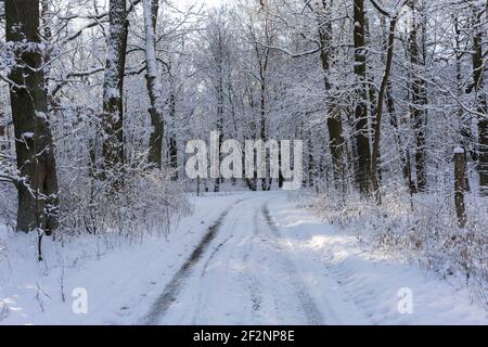 Sentiero forestale in inverno con un sacco di neve in Germania vicino alla città di Luckenwalde Foto Stock