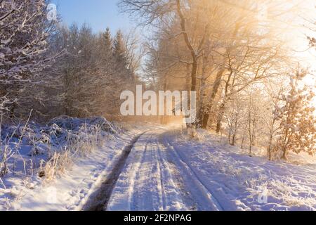 Sentiero forestale al mattino presto con il sole in inverno, con molta neve in Germania vicino alla città di Luckenwalde Foto Stock