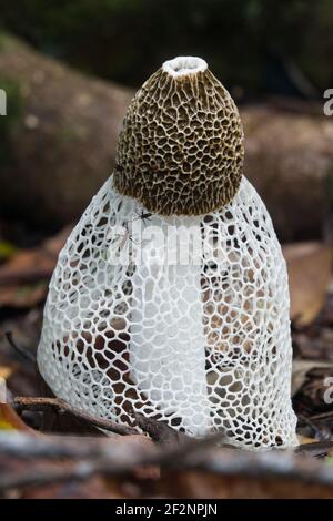 Funghi velati (phallus indusiatus) fotografati tra le lettiere di foglie nel Parco Nazionale di Daintree, Queensland, Australia Foto Stock