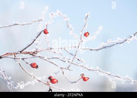 Anche le rose coperte di neve e ghiaccio pendono da un cespuglio. Foto Stock