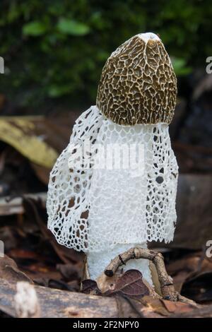 Funghi velati (phallus indusiatus) fotografati tra le lettiere di foglie nel Parco Nazionale di Daintree, Queensland, Australia Foto Stock