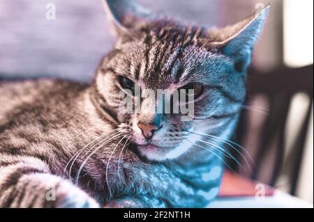 Ritratto di un gatto grigio europeo corto con strisce nere e occhi verdi Foto Stock
