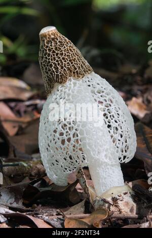 Funghi velati (phallus indusiatus) fotografati tra le lettiere di foglie nel Parco Nazionale di Daintree, Queensland, Australia Foto Stock