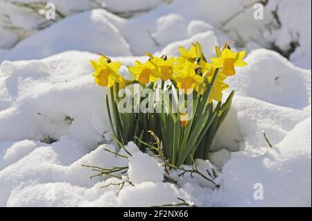 Osterglocken im Schnee | Dafodils nella neve, la quaresima liy Foto Stock