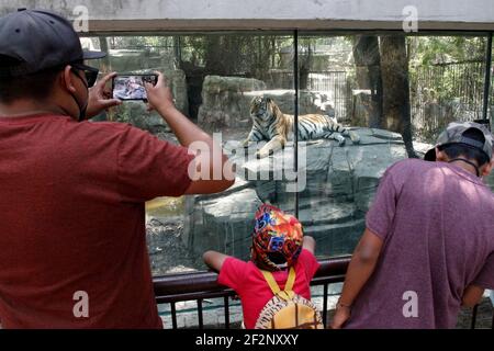 Città del Messico, Messico. 11 Marzo 2021. CITTÀ DEL MESSICO, MESSICO - MARZO 11: Turisti durante un tour allo Zoo di Chapultepec prendendo protocolli di sicurezza durante la riapertura con il semaforo epidemiologico arancione, lo Zoo riceve i suoi visitatori applicando misure sanitarie nei loro accessi e un controllo dell'ingresso di persone per conoscere i diversi animali che risiedono nel luogo. Il 11 marzo 2021 a Città del Messico, Messico (Foto di Eyepix/Sipa USA) Credit: Sipa USA/Alamy Live News Foto Stock