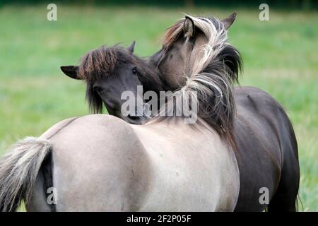 Cavallo islandese, nemico, Germania Foto Stock