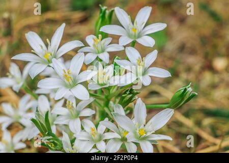 Fiore umoli stella latte in un prato. Pianta Stella di Betlemme in primavera quando fiorisce con fiori bianchi. Fiore aperto con petali e singolo chiuso Foto Stock