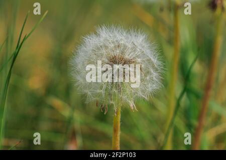 Dente di leone con semi volanti. In primavera i dandelioni sbiaditi. Testa di fiore con semi di dente di leone comune in dettaglio. Petali con gambi di fiori. Foglie verdi Foto Stock