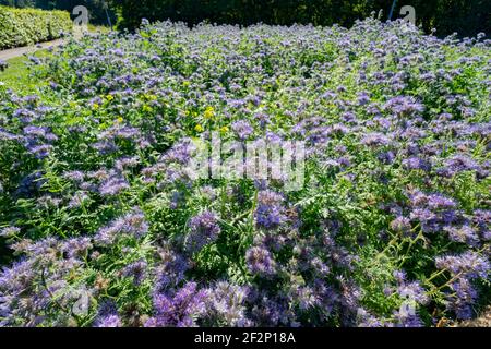 Primo piano della fioritura di Lacy phacelia a Malmo vicino al castello, Svezia Foto Stock