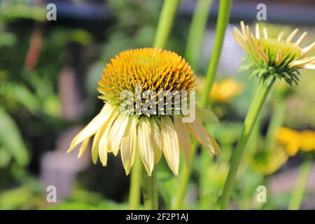 Macro di fiori di coneflowers in piena fioritura durante l'estate successiva Foto Stock
