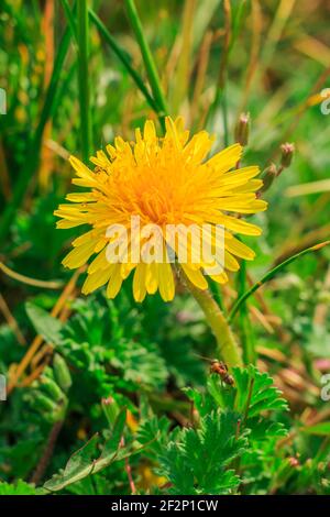 Erba verde al sole con fiori di prato. Dandelions comuni in un prato. Formica su foglia di erba in primo piano. Fiore giallo in primavera nel dettaglio. Foto Stock