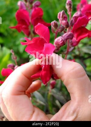 Giardino Snapdragon (Antirrhinum majus), quando si stringe il fiore, la bocca si apre Foto Stock