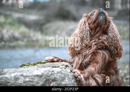 Un Calvalier Re Charles Spaniel marrone cercando di prendere un cazzo da una grande roccia. Foto Stock